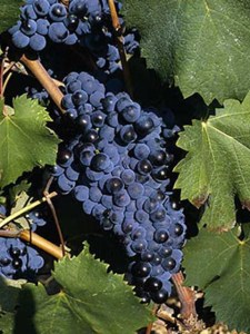 mourvedre