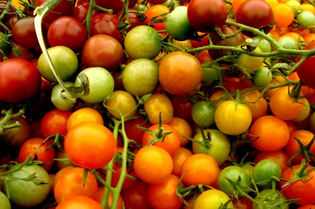 UD_Heirloom tomatoes, Montgomery Place Orchard farm stand Montgomery Place farm stand heirloom tomatoes