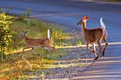 white-tailed deer crossing road