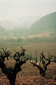 Vineyard_GnarlyVines