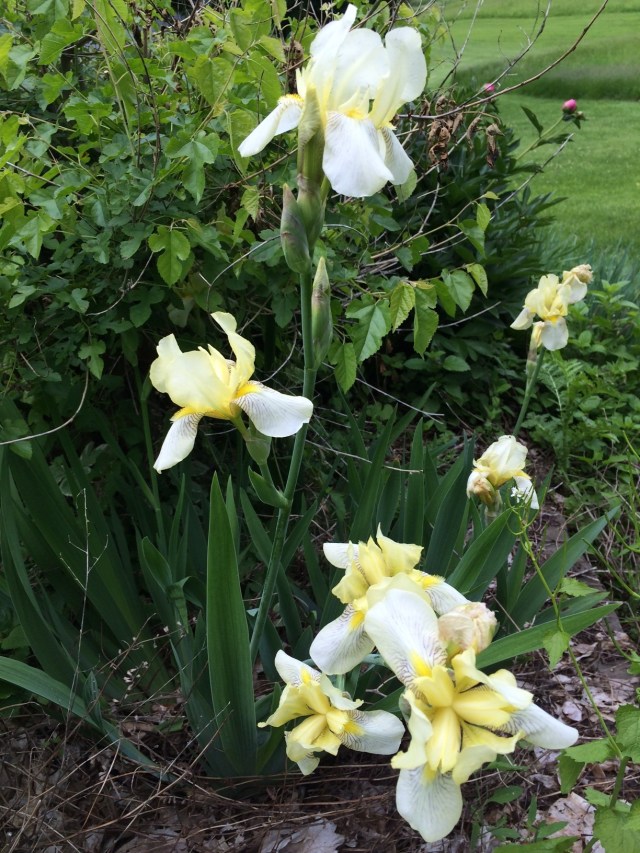 The Tennessee State Flower