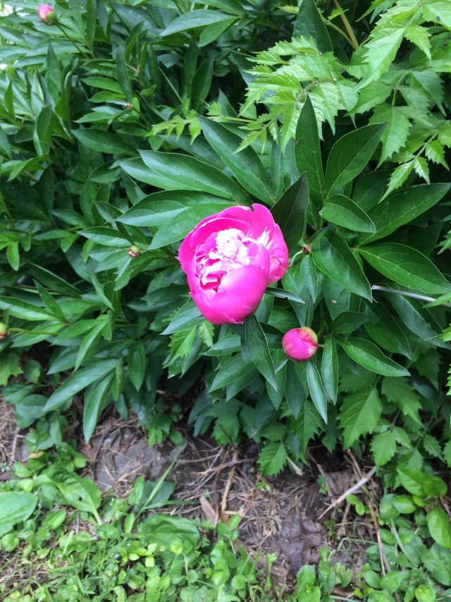 The first peony (much more to come)