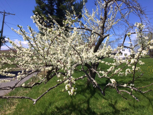 Our plum tree in bloom