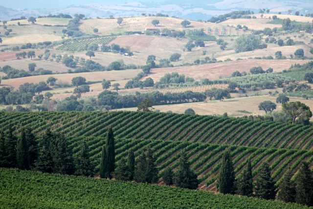 Morellino di Scansano