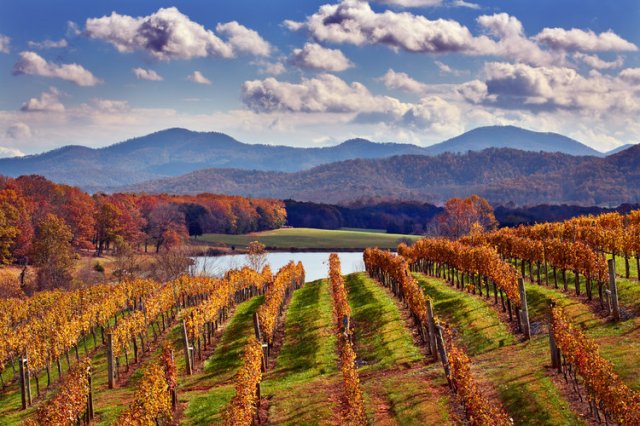 Autumnal Petit Verdot in Afton Mountain Vineyards. Afton, Virginia, USA. [Monticello AVA]